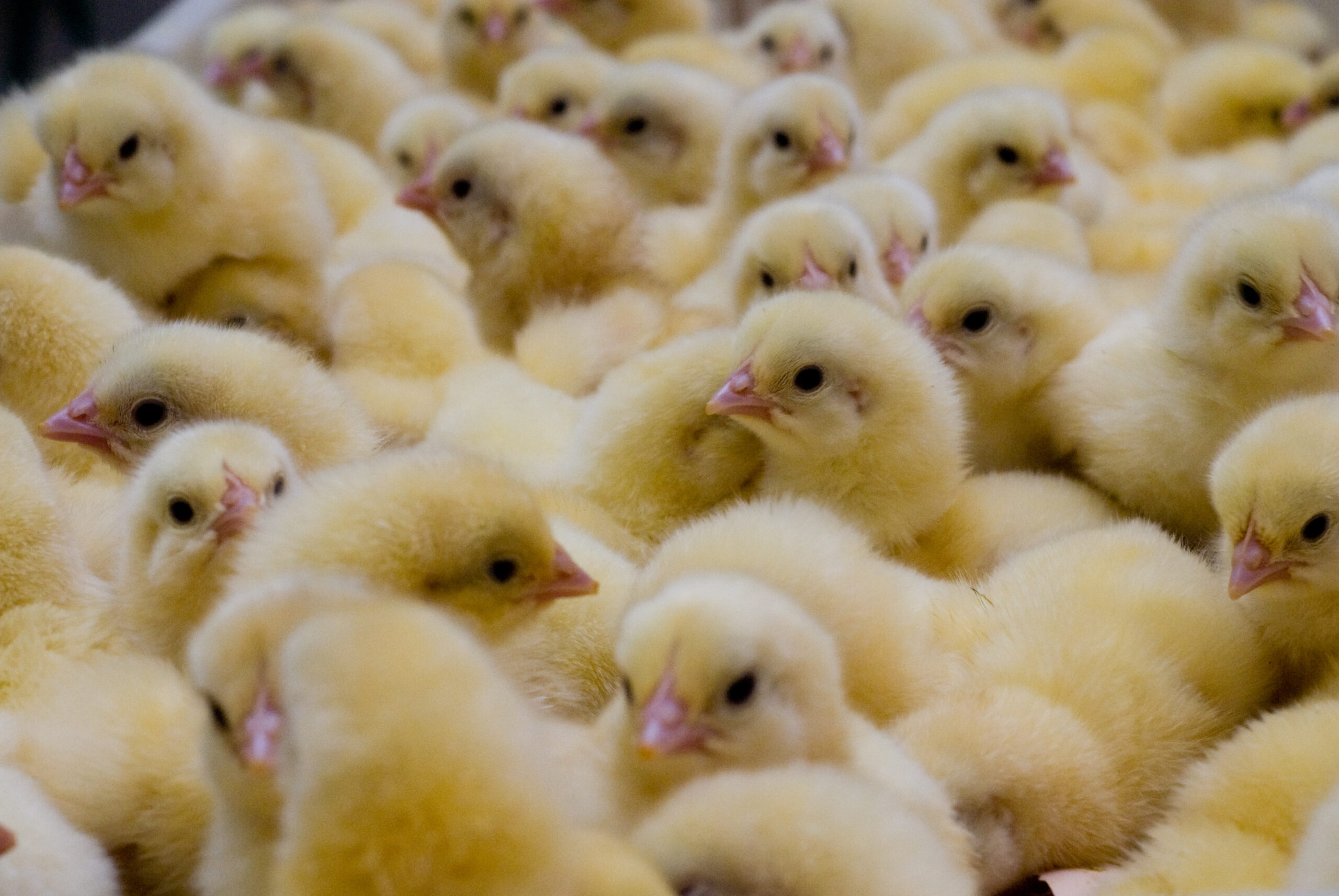 BEST a Tabidoo: Digitalizace na pštrosí farmě